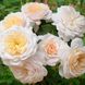 Роза Д. Остина Crocus Rose 10-15л