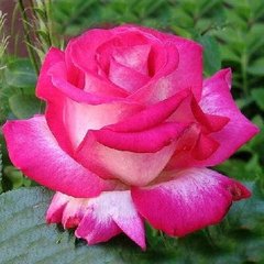 Роза Роз Гожар- Rose Gaujard