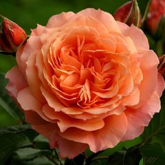 Троянда Белведере 4л