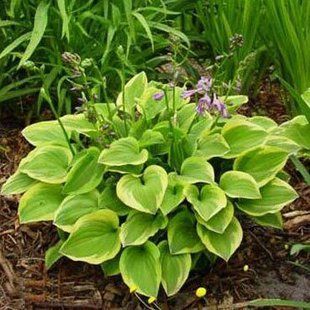 Хоста Golden Tiara (корневище) - Hosta Golden Tiara