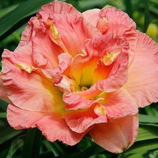 Лилейник Congo Coral - Hemerocallis Congo Coral