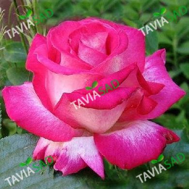 Роза Роз Гожар- Rose Gaujard