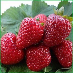 Клубника Свит Энн 5 шт