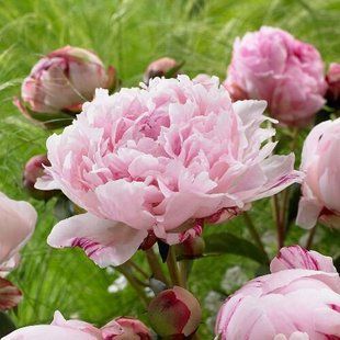 Півонія Sarah Bernhardt 3,5л