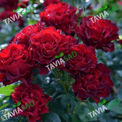Троянда Омаж а Барбара 4л. Троянда Хайнц Винклер