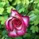 Троянда Хендель 7,5 л 4 роки