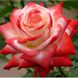 Троянда Страуберрі Перфейт 4л (Троянда Імператриця Фарах)