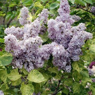 Сирень пестролистная Aucubaefolia 12,5л
