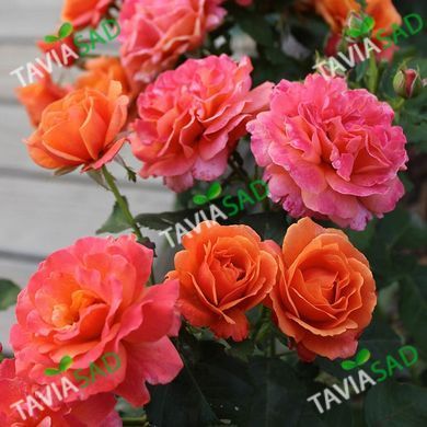copy_Роза Изи Даз Ит 4 года 18 л