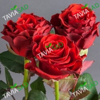 Троянда Ел Торо 7л (троянда Ел Торо)