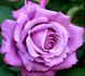 Троянда Шарль де Голь 4л