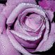 Троянда Шарль де Голь 4л