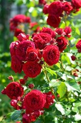 Роза Красная Шапочка - Red Eden Rose