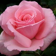 Троянда Мерхен Кеніген 7,5л 4 роки