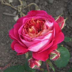 Роза Сентенер де Лей ле Роз 4л