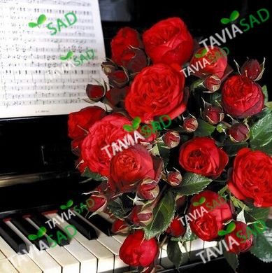 Троянда Піано 4л ПРЕМІУМ