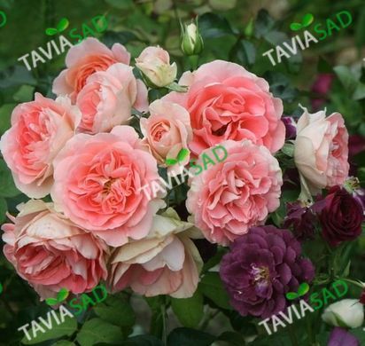Троянда Джет Сет 7л 4 роки