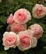 Роза Д. Остина A Sropshire Lad (плетистая роза)