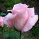 Троянда Мерхен Кеніген 7,5л 4 роки