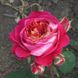 Троянда Сентенер де Лей ле Роз 4л