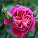 Троянда Сентенер де Лей ле Роз 4л