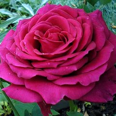 Троянда Біг Пурпл 7,5л 4 года