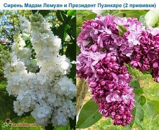 Сирень Мадам Лемуан+Президент Пуанкаре, 2 сорта на одном кусте