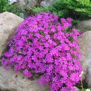Флокс шиловидный (2 литра) - Phlox 'Crackerjack'