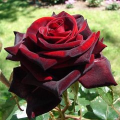 Роза Блек Меджик 4л