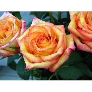 Роза Конфетти - Rose Confetti 2-3л