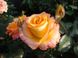 Роза Конфетти - Rose Confetti 2-3л