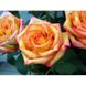 Роза Конфетти - Rose Confetti 2-3л