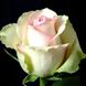 Троянда Ла Белль 4л