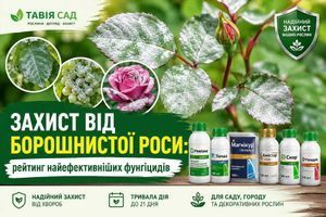 Защита от мучнистой росы: рейтинг самых эффективных фунгицидов