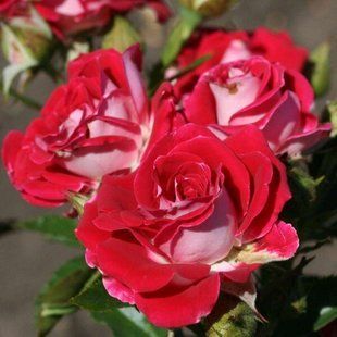 Роза Руби Стар - Rose Ruby Star 2л