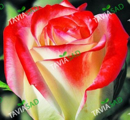 Роза Руби Стар - Rose Ruby Star 2л