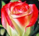 Роза Руби Стар - Rose Ruby Star 2л