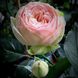 Троянда Чармінь Піано 4л