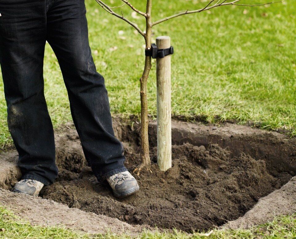 Полив посаженных деревьев. Посадка деревьев. Посадка кустарников. Инструмент для посадки деревьев. Высаженные деревья.