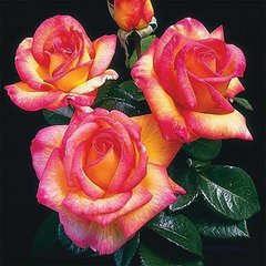 Роза Шейла Парфум - Rose Sheila parfume