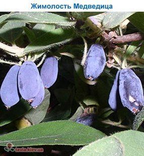 Жимолость Камчатская Медведица 1.5л