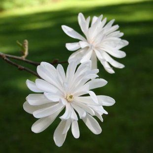 Магнолия Stellata 3л