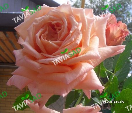 Троянда Барок 4л
