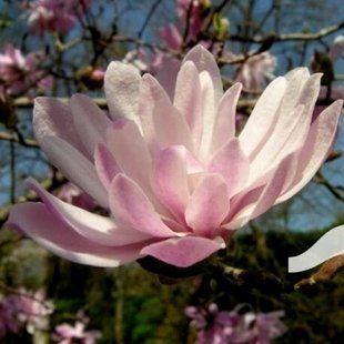 Магнолия Stellata Rosea 3л 20-45 см