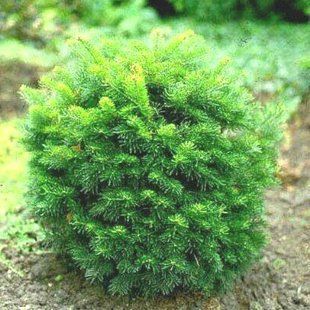 Пихта lasiocarpa Green Globe C7,5