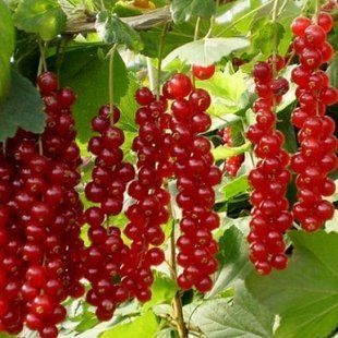 Смородина красная Дар Орла 3л