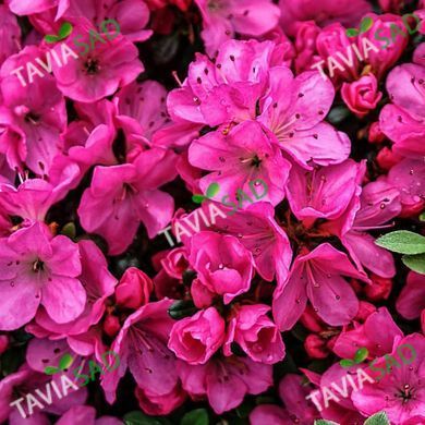 Азалия Анне Франк 7.5л (рододендрон)