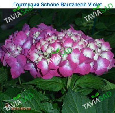 Гортензия Schone Bautznerin violet 10л