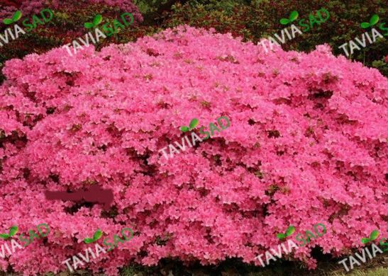 Азалия Анне Франк 7.5л (рододендрон)
