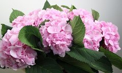 Гортензия Verena Pink 4л Hydrangea Verena Pink